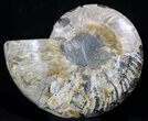 Cut Ammonite Fossil (Half) - Agatized #37140-1